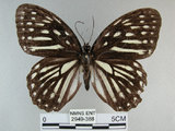 中文名:白條斑蔭蝶(2949-388)學名:Penthema formosana (Rothschild, 1898)(2949-388)