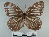 中文名:白條斑蔭蝶(2996-67)學名:Penthema formosana (Rothschild, 1898)(2996-67)