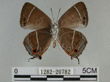 中文名:寬邊綠小灰蝶 (1282-20782)學名:Neozephyrus taiwanus (Wileman, 1908)(1282-20782)