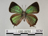 中文名:寬邊綠小灰蝶 (1282-20782)學名:Neozephyrus taiwanus (Wileman, 1908)(1282-20782)