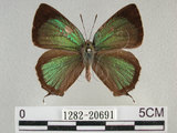 中文名:寬邊綠小灰蝶(1282-20691)學名:Neozephyrus taiwanus (Wileman, 1908)(1282-20691)