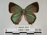 中文名:寬邊綠小灰蝶(2909-1499)學名:Neozephyrus taiwanus (Wileman, 1908)(2909-1499)