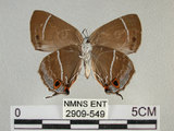 中文名:寬邊綠小灰蝶(2909-549)學名:Neozephyrus taiwanus (Wileman, 1908)(2909-549)