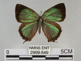 中文名:寬邊綠小灰蝶(2909-549)學名:Neozephyrus taiwanus (Wileman, 1908)(2909-549)