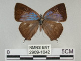 中文名:寬邊綠小灰蝶(2909-1042)學名:Neozephyrus taiwanus (Wileman, 1908)(2909-1042)