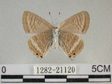 中文名:波紋小灰蝶(1282-21120)學名:Lampides boeticus (Linnaeus, 1767)(1282-21120)
