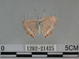 中文名:波紋小灰蝶(1282-21425)學名:Lampides boeticus (Linnaeus, 1767)(1282-21425)