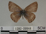 中文名:波紋小灰蝶(1282-20944)學名:Lampides boeticus (Linnaeus, 1767)(1282-20944)