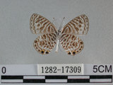 中文名:角紋小灰蝶(1282-17309)學名:Syntarucus plinius (Fabricius, 1793)(1282-17309)