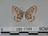 中文名:角紋小灰蝶(1282-17446)學名:Syntarucus plinius (Fabricius, 1793)(1282-17446)