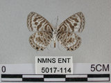 中文名:角紋小灰蝶(5017-114)學名:Syntarucus plinius (Fabricius, 1793)(5017-114)