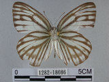 中文名:黑脈粉蝶(1282-18086)學名:Cepora nerissa cibyra (Fruhstorfer, 1910)(1282-18086)