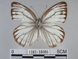 中文名:黑脈粉蝶(1282-18086)學名:Cepora nerissa cibyra (Fruhstorfer, 1910)(1282-18086)