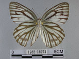 中文名:黑脈粉蝶(1282-18274)學名:Cepora nerissa cibyra (Fruhstorfer, 1910)(1282-18274)