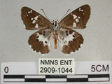 中文名:玉帶弄蝶 (2909-1044)學名:Daimio tethys niitakana Matsumura, 1907(2909-1044)