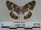 中文名:玉帶弄蝶 (2909-138)學名:Daimio tethys niitakana Matsumura, 1907(2909-138)