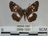 中文名:玉帶弄蝶 (2909-1331)學名:Daimio tethys niitakana Matsumura, 1907(2909-1331)