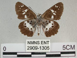 中文名:玉帶弄蝶 (2909-1305)學名:Daimio tethys niitakana Matsumura, 1907(2909-1305)