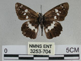 中文名:玉帶弄蝶 (3253-704)學名:Daimio tethys niitakana Matsumura, 1907(3253-704)