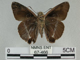 中文名:台灣絨毛挵蝶(67-466)學名:Hasora taminatus vairacana Fruhstorfer, 1911(67-466)