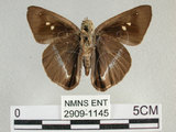 中文名:台灣絨毛挵蝶(2909-1145)學名:Hasora taminatus vairacana Fruhstorfer, 1911(2909-1145)