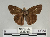 中文名:台灣絨毛挵蝶(2909-83)學名:Hasora taminatus vairacana Fruhstorfer, 1911(2909-83)