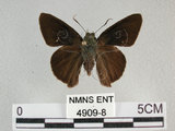 中文名:台灣絨毛挵蝶(4909-8)學名:Hasora taminatus vairacana Fruhstorfer, 1911(4909-8)