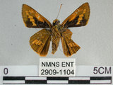 中文名:竹紅弄蝶 (2909-1104)學名:Telicota ohara formosana Fruhstorfer, 1911(2909-1104)