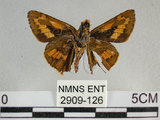 中文名:竹紅弄蝶 (2909-126)學名:Telicota ohara formosana Fruhstorfer, 1911(2909-126)