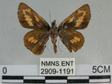 中文名:竹紅弄蝶 (2909-1191)學名:Telicota ohara formosana Fruhstorfer, 1911(2909-1191)