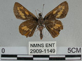 中文名:竹紅弄蝶 (2909-1149)學名:Telicota ohara formosana Fruhstorfer, 1911(2909-1149)