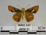 中文名:竹紅弄蝶 (4909-31)學名:Telicota ohara formosana Fruhstorfer, 1911(4909-31)