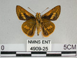 中文名:竹紅弄蝶 (4909-25)學名:Telicota ohara formosana Fruhstorfer, 1911(4909-25)
