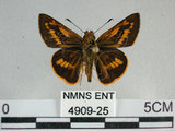 中文名:竹紅弄蝶 (4909-25)學名:Telicota ohara formosana Fruhstorfer, 1911(4909-25)