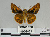 中文名:竹紅弄蝶 (4909-81)學名:Telicota ohara formosana Fruhstorfer, 1911(4909-81)