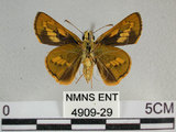 中文名:竹紅弄蝶 (4909-29)學名:Telicota ohara formosana Fruhstorfer, 1911(4909-29)