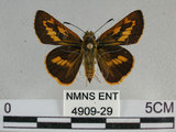 中文名:竹紅弄蝶 (4909-29)學名:Telicota ohara formosana Fruhstorfer, 1911(4909-29)