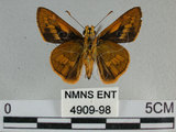 中文名:竹紅弄蝶 (4909-98)學名:Telicota ohara formosana Fruhstorfer, 1911(4909-98)