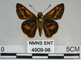 中文名:竹紅弄蝶 (4909-98)學名:Telicota ohara formosana Fruhstorfer, 1911(4909-98)