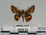 中文名:竹紅弄蝶 (4909-32)學名:Telicota ohara formosana Fruhstorfer, 1911(4909-32)