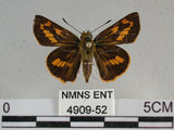 中文名:竹紅弄蝶 (4909-52)學名:Telicota ohara formosana Fruhstorfer, 1911(4909-52)