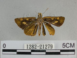 中文名:狹翅黃星弄蝶(1282-21279)學名:Ampittia virgata myakei Matsumura, 1909(1282-21279)