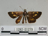 中文名:狹翅黃星弄蝶(1282-21279)學名:Ampittia virgata myakei Matsumura, 1909(1282-21279)