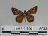 中文名:狹翅黃星弄蝶(1282-21506)學名:Ampittia virgata myakei Matsumura, 1909(1282-21506)