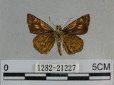 中文名:狹翅黃星弄蝶(1282-21227)學名:Ampittia virgata myakei Matsumura, 1909(1282-21227)
