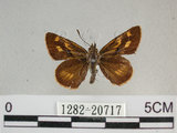 中文名:狹翅黃星弄蝶(1282-20717)學名:Ampittia virgata myakei Matsumura, 1909(1282-20717)
