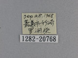 中文名:狹翅黃星弄蝶(1282-20768)