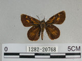中文名:狹翅黃星弄蝶(1282-20768)學名:Ampittia virgata myakei Matsumura, 1909(1282-20768)