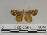 中文名:狹翅黃星弄蝶(1282-20900)學名:Ampittia virgata myakei Matsumura, 1909(1282-20900)