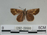中文名:狹翅黃星弄蝶(1282-20900)學名:Ampittia virgata myakei Matsumura, 1909(1282-20900)